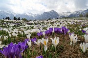 Spettacolo di crocus ai prati della Pigolotta di Valtorta il 26 aprile 2018 - FOTOGALLERY